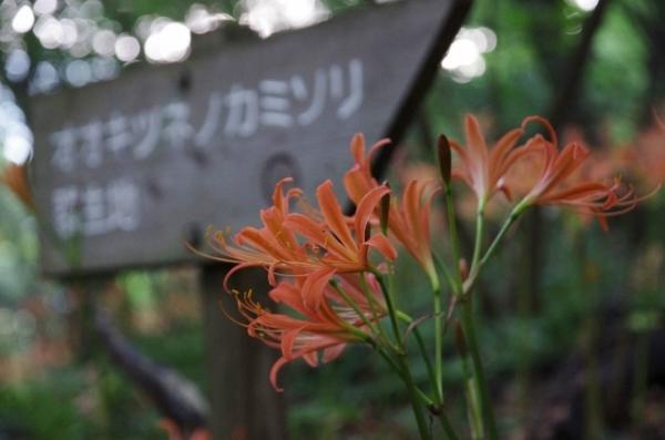 群生地の標識と一緒に